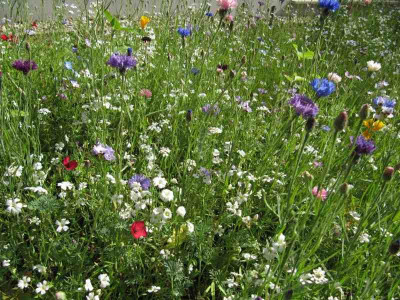 IMG_1674_Blumenwiese_.jpg