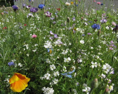 IMG_1687_Blumenwiese_.jpg