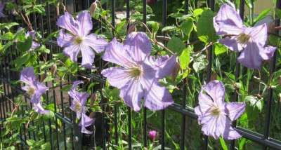 IMG_1660_Clematis_Prince_Charles__14-06-2014_.jpg