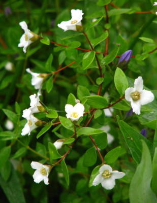 philadelphus_microphyllus_pur.jpg
