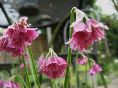 Allium_insubricum_...___16.6.14_002.jpg