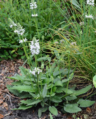 Stachys_gr_a_1l.jpg