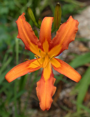 IMG_0861_eHemerocallis_species.JPG