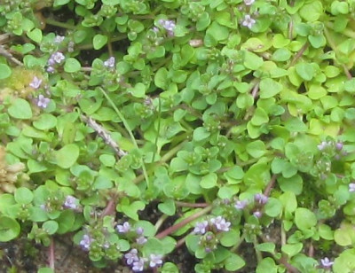 Mentha-requineii-ax2014.jpg
