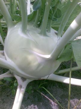 Kohlrabi_000.JPG