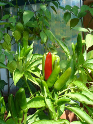 thai.chili.jpg