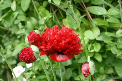 Mohn1014.jpg