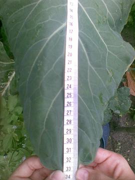 Kohlrabiblatt_129.JPG