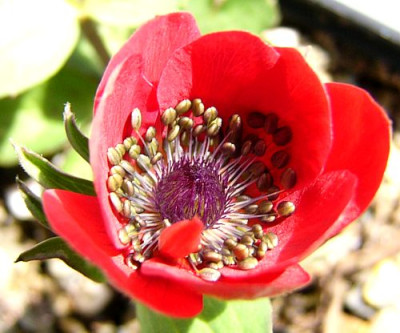 Anemone_pavonina_rot.jpg