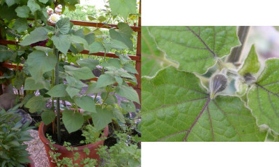 physalis.jpg