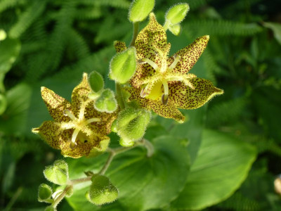tricyrtis_latifolia_625.jpg