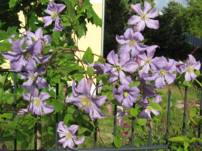 IMG_1844_Clematis_19-06-2014_.jpg
