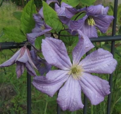 IMG_1845_Clematis_19-06-2014_.jpg