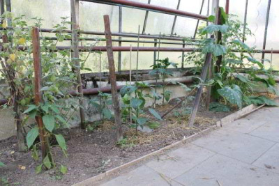 IMG_3093_Pysalis_Paprika_Melone_Kurbis_Tomate.jpg