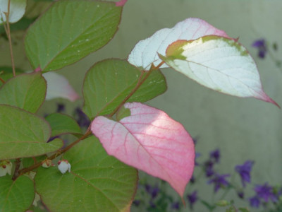 DSC03050-1.jpg