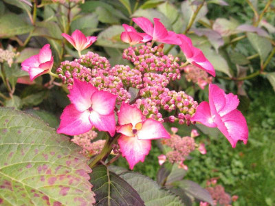 SelinaTrollgarten.jpg