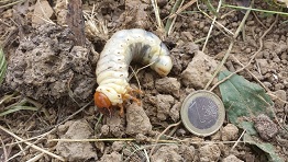 komischer_wurm.jpg
