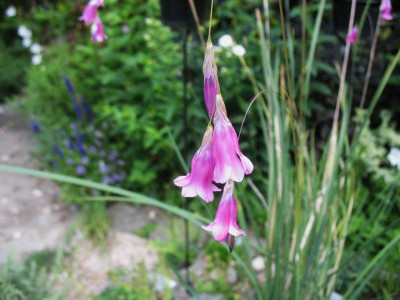 Dierama_mossii__..._21.6.14_007.jpg