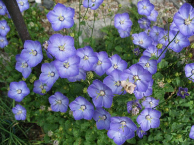 Campanula_Samantha_..._21.6.14_008.jpg