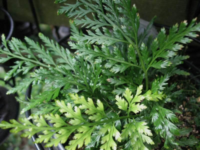 Asplenium_onopteris__..._21.6.14_013.jpg