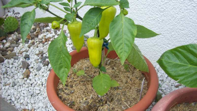 Paprika_Chili_2014_061_k.jpg