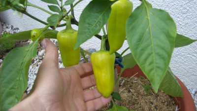 Paprika_Chili_2014_062k.jpg
