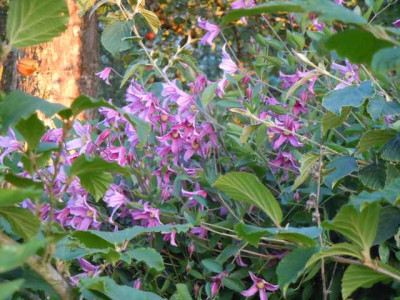 staudenclematis_in_hamamelis_2.JPG