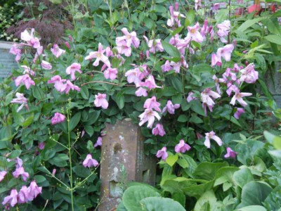 staudenclematis_anuschka_fragezeichen.JPG