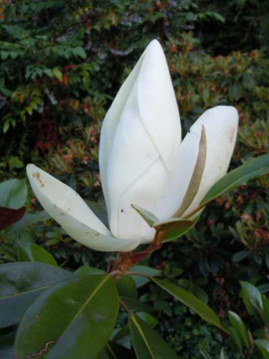 Magnolia_grandiflora_Bauhaus.JPG
