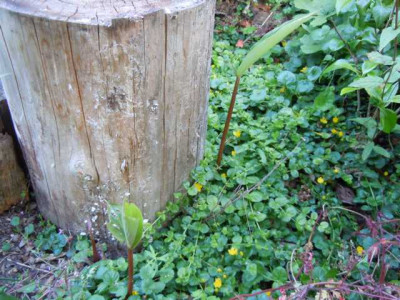 cautleya_spicata_v_u_u_l.JPG