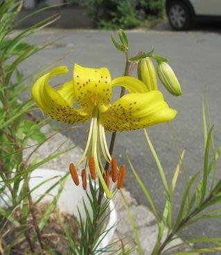 lilium-davidii-gelb-ax.jpg