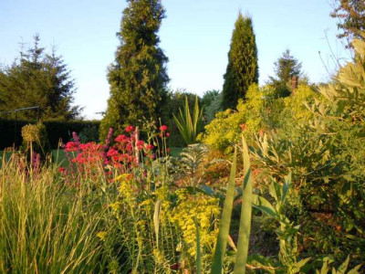 Euphorbia_s._ssp_nicic._mit_Begleitern.JPG