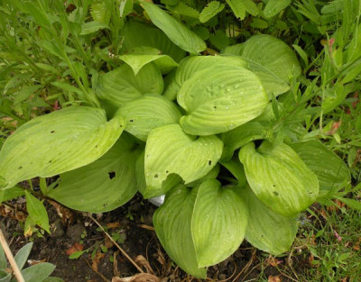 ufo-hosta_01.jpg
