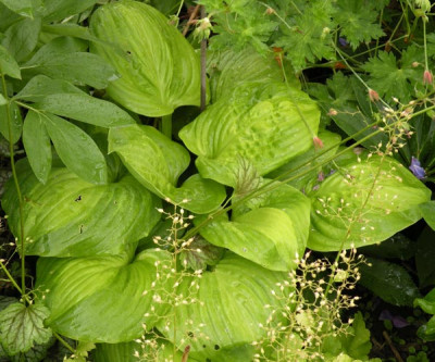 ufo-hosta_02.jpg