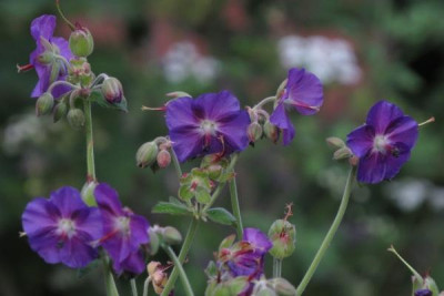 IMG_4126_Geranium_eriostemon.jpg