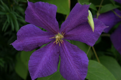 Cl._Jackmanni_0308a.jpg