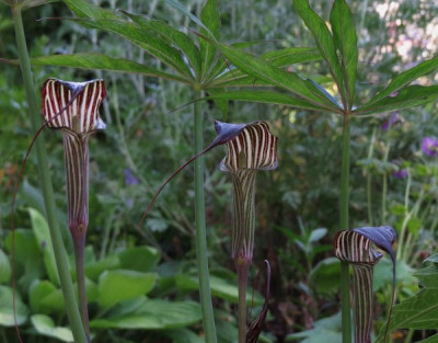 IMG_4111_Arisaema_ciliatum.jpg
