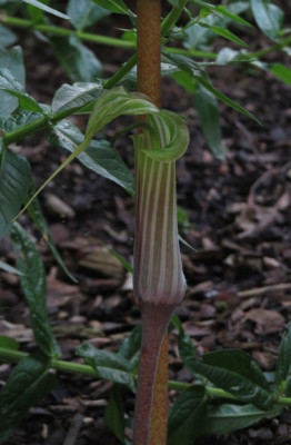 IMG_4114_Arisaema_lichiagense.jpg