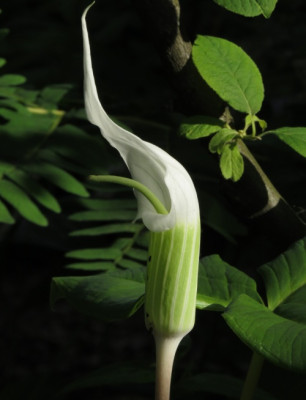 IMG_4096_Arisaema_candidissimum_weie_Form.jpg