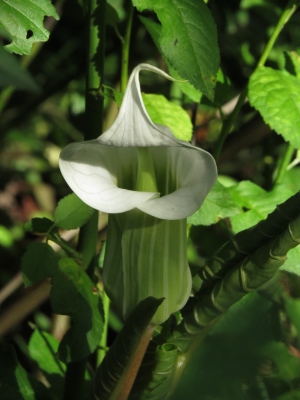 IMG_4120_Arisaema_candidissimum_weisse_Form.jpg