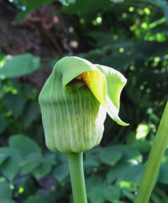 IMG_4105_Aisaema_flavum_groblutig.jpg