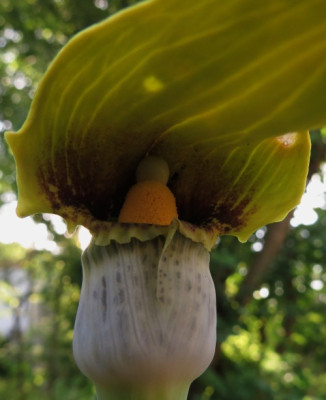 IMG_3569_Arisaema_flavum_Kashmir.jpg
