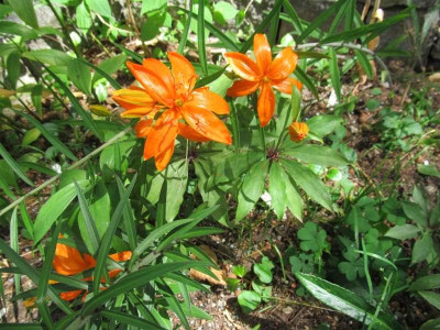 Lilium_tsingtauense_2014-06-19.jpg