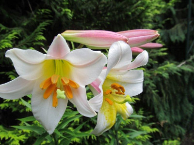 Lilium_regale_2014-06-19.jpg