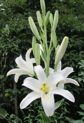 Lilium_candidum_2014-06-20.jpg