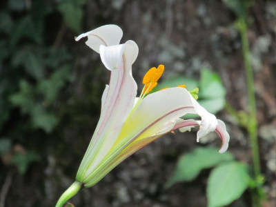 Lilium_regale_2014-06-21.jpg