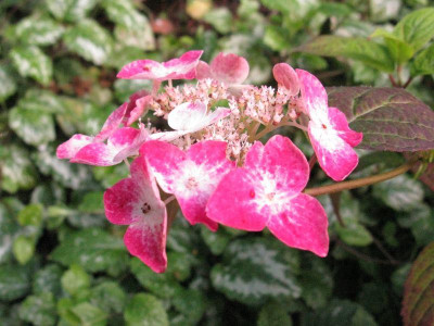 Hydrangea_serrata_Hatsuhime_Kopie.jpg