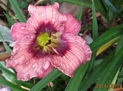 IMG_4118_small.JPG