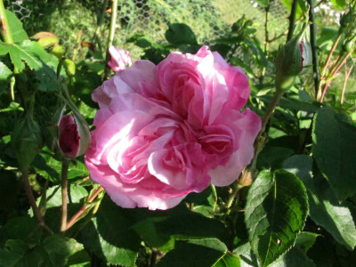 fantinlatour14.jpg