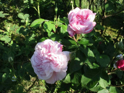 fantinlatour141.jpg